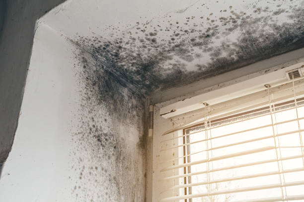 Affordable Attic Mold Remediation solutions in Machipongo, VA